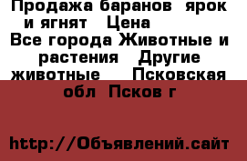 Продажа баранов, ярок и ягнят › Цена ­ 3 500 - Все города Животные и растения » Другие животные   . Псковская обл.,Псков г.